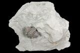 Wide Enrolled Flexicalymene Trilobite - Mt Orab, Ohio #85392-1